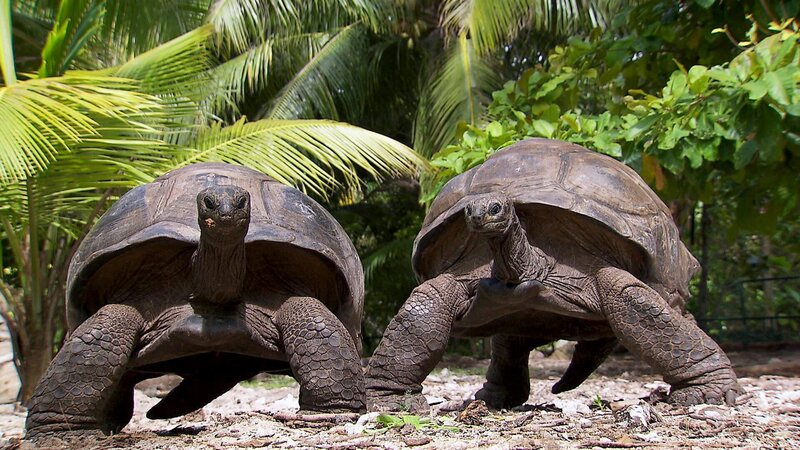 Riesenlandschildkröten. – Bild: ORF III