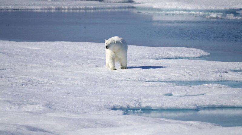 Die Klimaforscher auf der „Healy“ müssen immer mit Eisbären rechnen. – Bild: WDR/Magasin Général Die Klimaforscher auf der „Healy“ müssen immer mit Eisbären rechnen. – Bild: WDR/Magasin Général