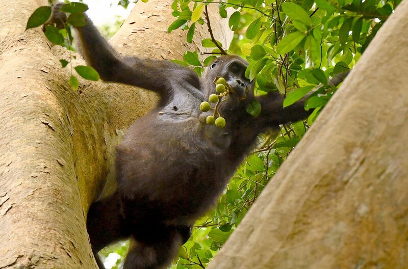 Gorillas hautnah – Bild: NDR/​Harald Pokieser