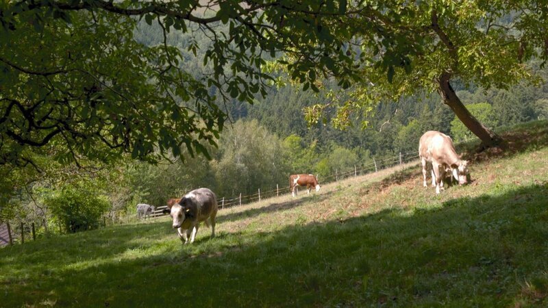 Kühe auf Wiese. – Bild: ORF/​Pammer Film