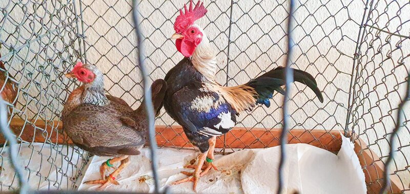 Stieges Rassegeflügelzuchtverein hat in seinen Reihen noch mehr Preisträger. Den aufbrausenden Zwerghahn beispielsweise bewerten Kenner mit hervorragend. – Bild: MDR/​Mathias Schaefer