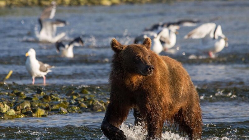 Ein Braunbär auf der Jagd nach Lachsen. – Bild: RTL /​ Terra Mater /​ Interspot /​ Franz Hafner /​ Der ferne Osten