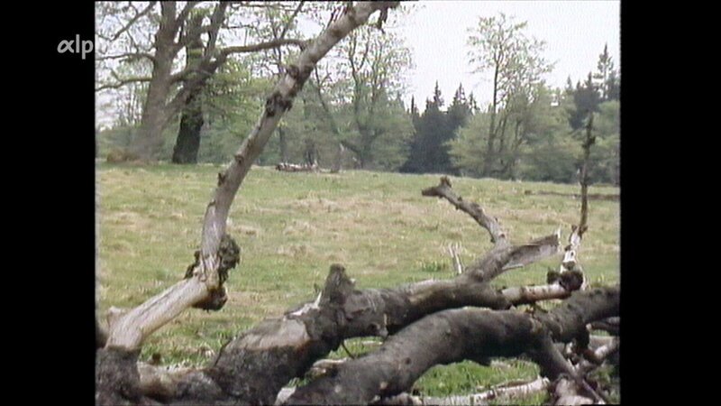 „Der Wald wird wieder öd und leer“ – so lautet eine der düsteren Prophezeiungen, die der Waldprophet Stromberger Mitte des 18. Jahrhunderts im Bayerischen Wald verkündete. Im Bild: eine Waldlichtung. – Bild: BR