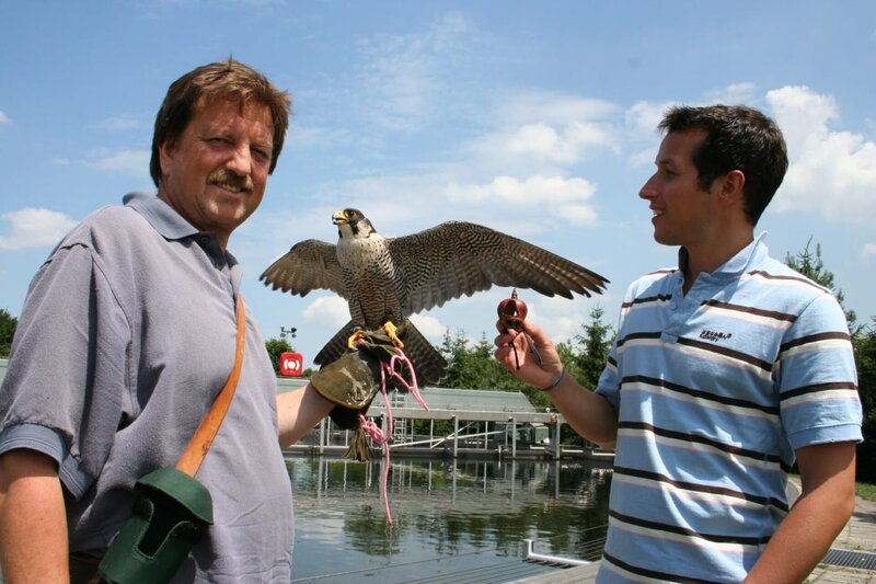 Falkner Wolfgang Schreyer zeigt Willi, wie die Falken die Möwen beim Klärwerk München vertreiben.  Hunderte Möwen verschmutzen dort täglich die Anlage. – Bild: BR/​megaherz