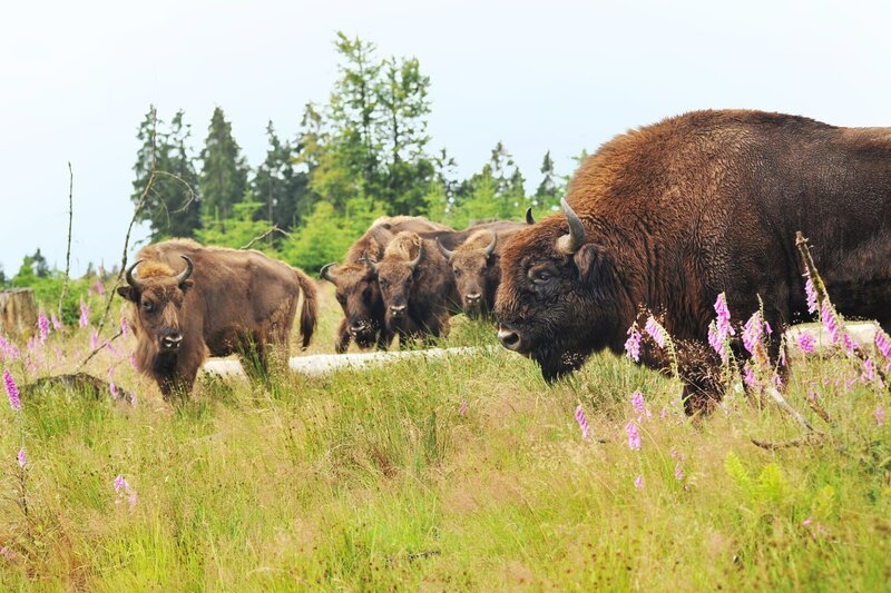 "Terra Xpress": Ärger um Artenschutz-Projekt mit bis zu 1000 Kilogramm schweren, freilaufenden Wisenten. Wanderer sind verunsichert. Weil die Tiere Bäume schädigen, sind auch Waldbauern gegen das Schutzprojekt. – Bild: ZDF "Terra Xpress": Ärger um Artenschutz-Projekt mit bis zu 1000 Kilogramm schweren, freilaufenden Wisenten. Wanderer sind verunsichert. Weil die Tiere Bäume schädigen, sind auch Waldbauern gegen das Schutzprojekt. – Bild: ZDF