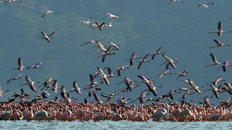 Flamingos im Elmenteitasee in Kenia. Er liegt im Ostafrikanischen Graben, einem Teil des Great Rift Valley, einer tektonisch hochaktiven Region mit zahlreichen Vulkanen. – Bild: BBC Studios Flamingos im Elmenteitasee in Kenia. Er liegt im Ostafrikanischen Graben, einem Teil des Great Rift Valley, einer tektonisch hochaktiven Region mit zahlreichen Vulkanen. – Bild: BBC Studios