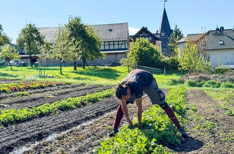 Auf den Feldern der Ökomarktgemeinschaft wird Feingemüse für die Bio-Lieferkisten geerntet. – Bild: MDR/​Kathrin Welzel