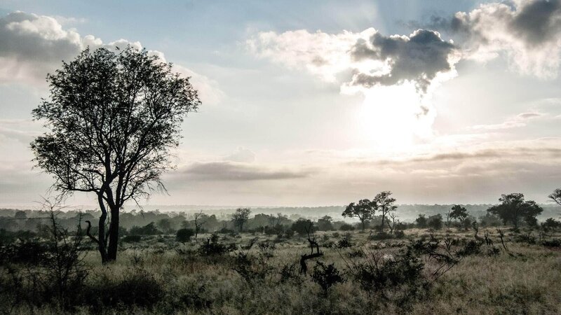 Das afrikanische Buschland ist eine alte Welt, in der wechselnde Jahreszeiten ständig das Leben prägen und die Kämpfe zwischen Raubtieren und Beutetieren mit wilder Intensität wüten. – Bild: TVNOW /​ Lion Mountain Media/​Peter Lamberti