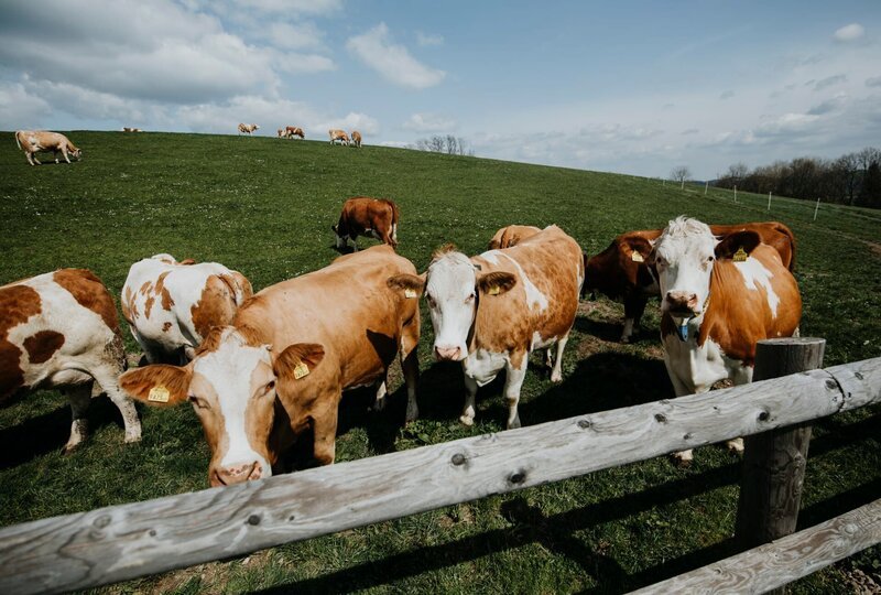 Die Kühe der „Eis-Greissler“ werden in der Früh gemolken und am Vormittag wird daraus das Eis gemacht. – Bild: ServusTV /​ Christopher Kelemen