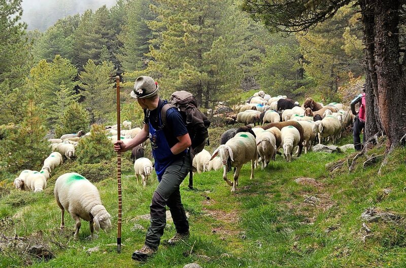 Seit mehr als 6.000 Jahren ziehen Südtiroler Schäfer im Sommer mit ihren Tieren über die Alpen von Südtirol nach Österreich. Dieser traditionelle Viehtrieb ist mittlerweile Teil des Weltkulturerbes. – Bild: Sagamedia Film- und Fernsehproduktion