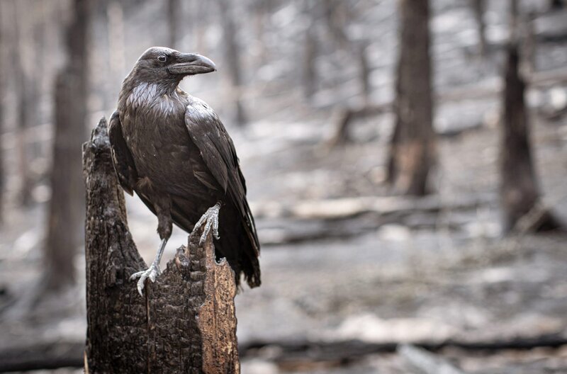 Im Film führt der Rabe die apokalytische Welt nach dem Waldbrand. – Bild: NDR/Science Vision Im Film führt der Rabe die apokalytische Welt nach dem Waldbrand. – Bild: NDR/Science Vision