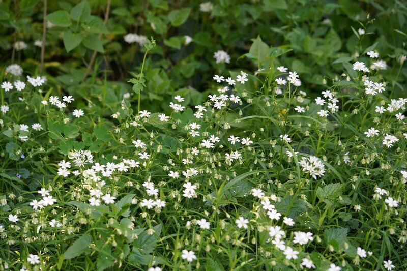 Am Rande von Wien am Wald- und Wiesengürtel liegt Paula Polaks beschatteter 600 m² großer Garten, aus dem sie in liebevoller Arbeit ein diverses Stück Land gemacht hat. In ihrem grünen Wohlfühlort darf die Natur sich so ausbreiten, wie sie gerne möchte. Biodiversität ist der Landschaftsplanerin besonders wichtig. Trockensteinmauern findet man im Garten ebenso wie auch die Stängel vieler abgeblühter Pflanzen, die stehen bleiben dürfen, um Insekten eine Nistmöglichkeit zu bieten. Und auch Regenwasser wird nachhaltig gesammelt. – Bild: Leopold Mayrhofer/​Natur im Garten