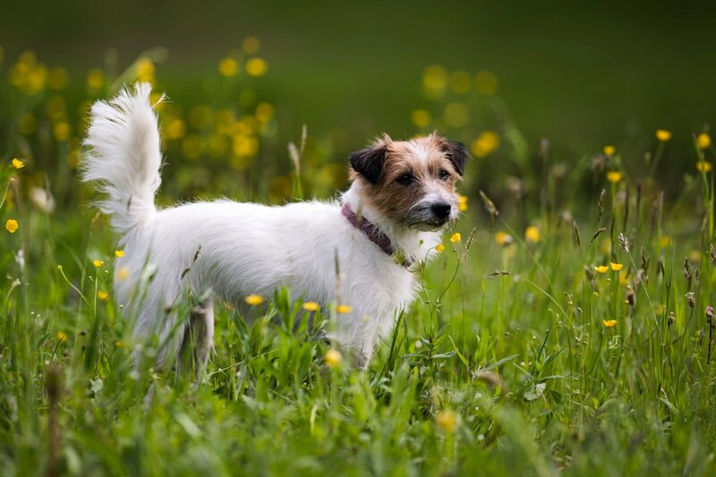 Hund während ServusTVs „Ostrowski macht Urlaub“ in Garmisch-Partenkirchen, Deutschland. – Bild: ServusTV /​ Sebastian Marko