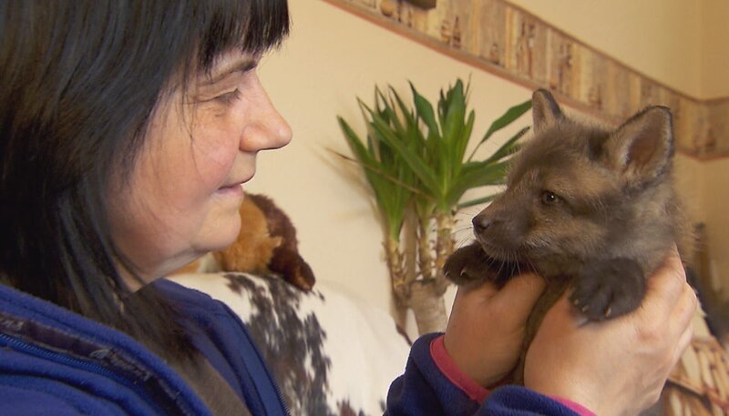 Ursula Sitter mit Fuchsbaby – Bild: rbb