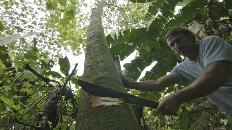 DARIEN GAP, PANAMA- Hazen using a machete to cut down a soft wood balsa tree which he will then use to make a raft. – Bild: The National Geographic Channel