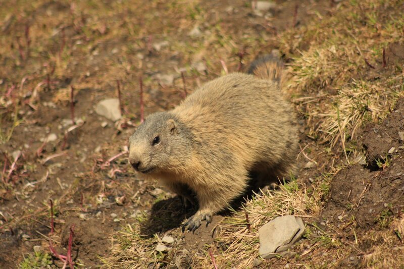 Wenn die tief verschneiten Flanken der Bergmassive immer weiter ausapern, kehrt langsam das Leben in die Hochtäler der Alpen zurück: Murmeltiere erwachen aus ihrem Winterschlaf. – Bild: BR/​Karl Eberle