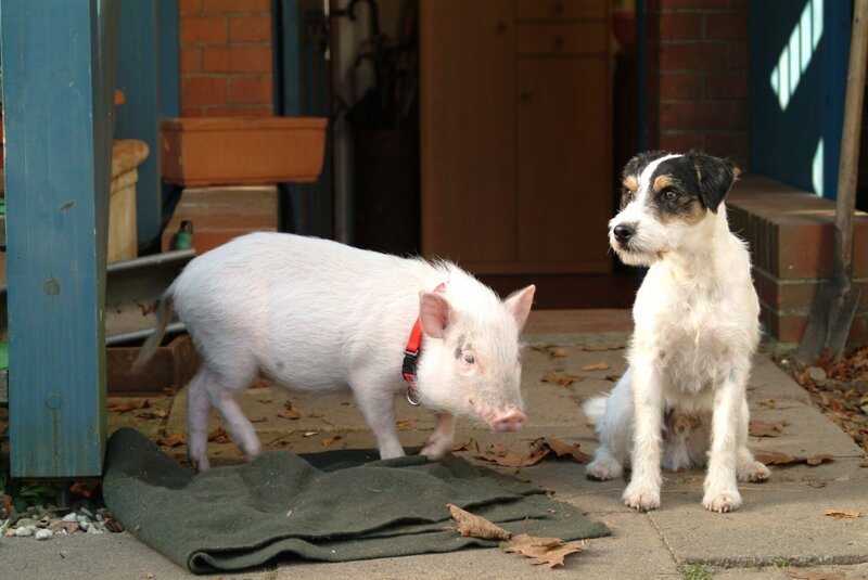 Parson-Russell-Terrier Kalle weiß nicht, was er davon halten soll: ein Schwein in seinem Revier! – Bild: port.hu