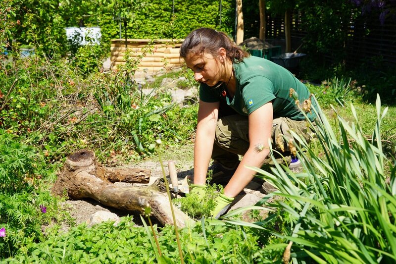 In der „Natur sucht Garten“-Anlage auf der Garten Tulln entsteht ein „Sandarium“, ein künstlich angelegter Nistbereich für erdbewohnende Insekten. – Bild: Leopold Mayrhofer/​Natur im Garten