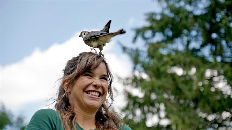 Buntfalke Henry landet am liebsten hoch oben, zum Beispiel auf Annas Kopf. – Bild: BR/​BILD+TEXT Medienproduktion GmbH & Co. KG/​Bernhard Finger/​Gerrit Mannes