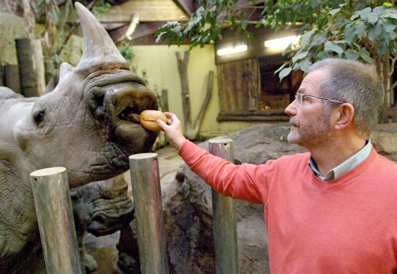 Zoodirektor Jörg Adler schaut nach den Nashörnern und bringt gleich ein Frühstücksbrötchen mit. – Bild: Melanie Grande