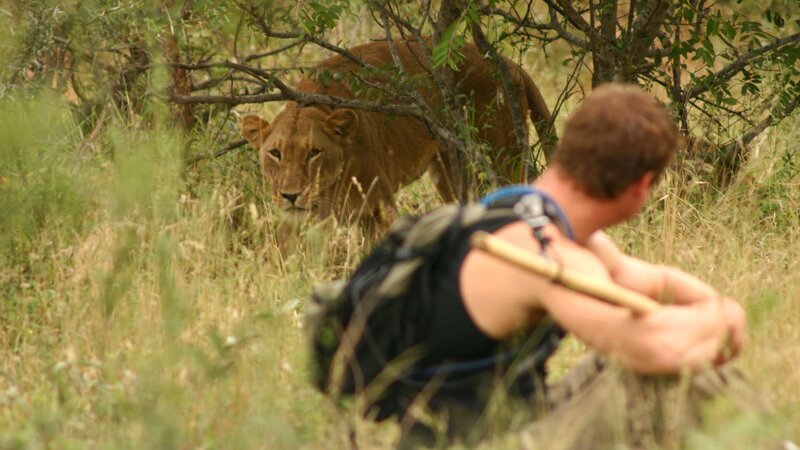 Lioness looking at Dave Salmoni. – Bild: Anton /​ Photobank INTO LIONS DEN
