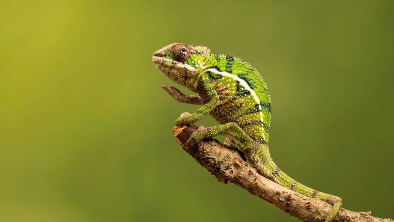 This little chap, can move those eyes in completely different directions, so can see where ever he wants. also able to change colours to blend in with his surroundings – Bild: Lillian King /​ Getty Images /​ GettyImages-641201176 /​ @lking