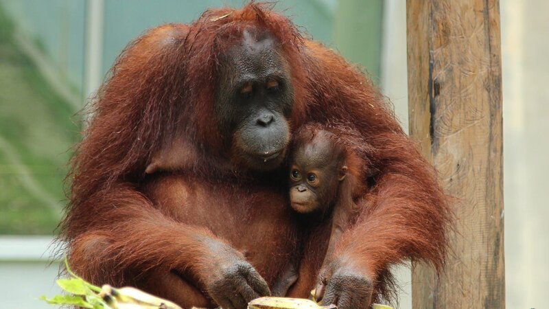 Clenan and baby Awantang. – Bild: Discovery Communications /​ Photobank /​ Discovery Communications