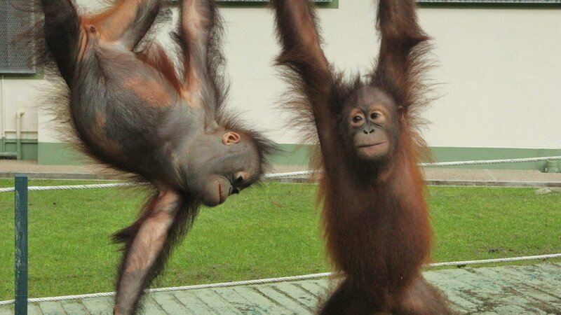 Bidu Bidu and Chiquita climbing on ropes. – Bild: Discovery Communications