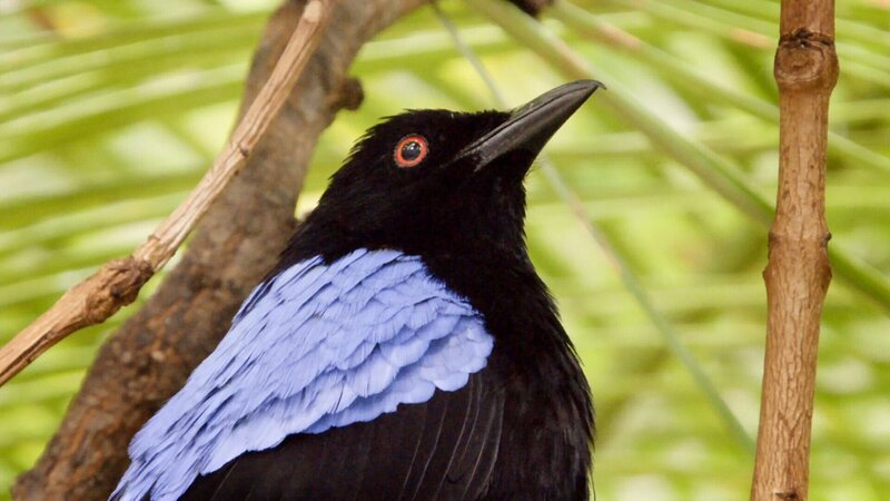 fairy bird – Bild: ORF/​Universal