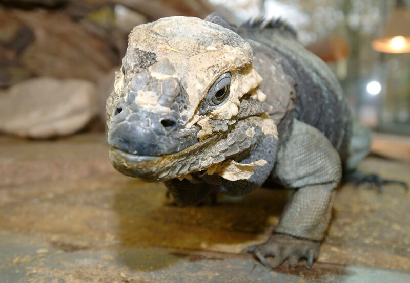 Echse Igor. – Bild: Melanie Grande /​ BR, WDR