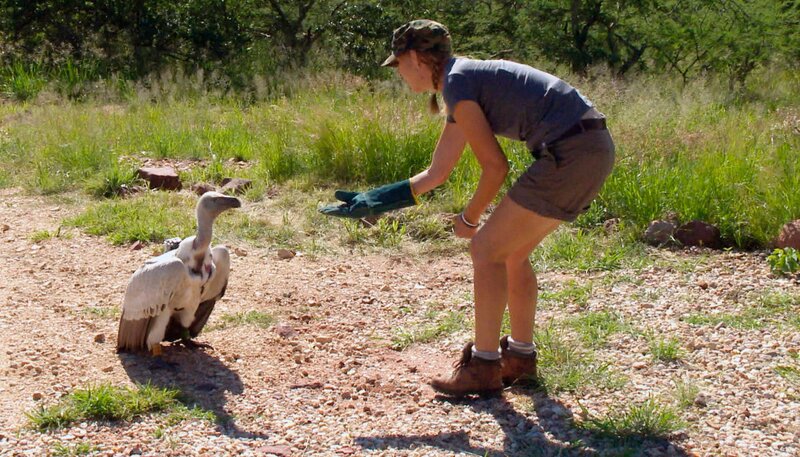 Wie sieht das Flugverhalten von Geiern aus? Kapgeier Nesha soll das Geheimnis lüften und bekommt hierfür eine kleine Kamera umgeschnallt. – Bild: SWR/​Harald Mittermüller