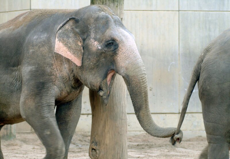 Die Elefanten auf dem Weg ins Freigehege. – Bild: BR/​WDR/​Melanie Grande