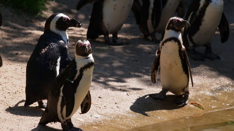 Ein Blick hinter die Kulissen des Tierparks Friedrichsfelde. Wer sind die tierischen Lieblinge? Pandabärin Chi-Chi, Eisbär Björn-Heinrich und Amurtiger Darius begeistern über viele Jahre die Besucher. Heute sind die drei jungen Giraffen Emily, Berti und Odin sowie die Tiger-Zwillinge Ede und Kuno die Stars in Friedrichsfelde. Ein Besuch zum 70. Geburtstag des Tierparks. – Pinguine – Bild: rbb/​Guido Kilbert