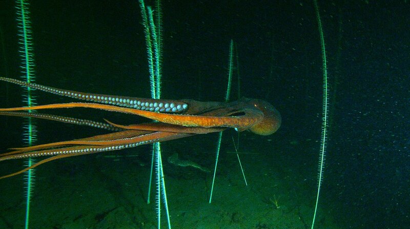 Die Arme der Pazifischen Riesenkraken können bis zu vier Meter lang werden. – Bild: MDR/​NDR Naturfilm/​doclights/​Florian Graner