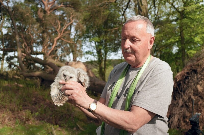 Der Ornithologe Martin Davison beringt einen jungen Waldkauz. – Bild: Martin Koddenberg