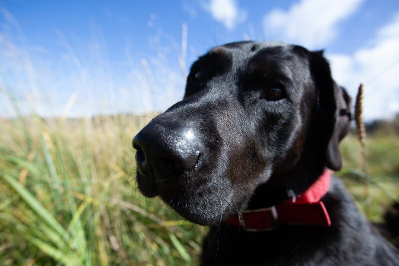 Curly’s Hund Junior wartet sehnsüchtig auf Enten. – Bild: National Geographic /​ Robert Jolley