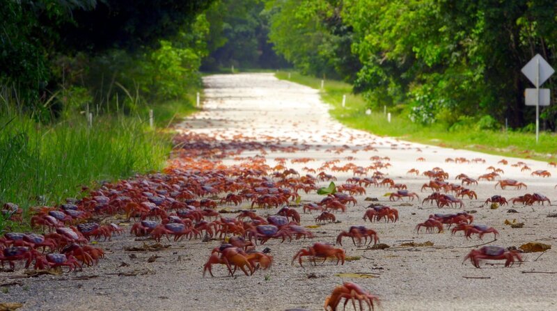 Vorzugsbehandlung: Früher wurden viele Tausende Roter Krebse von Autos überfahren – heute werden während ihrer Wanderung ans Meer Straßen gesperrt. – Bild: NDR/Doclights GmbH/NDR Naturfilm / ZDF und NDR/Doclights GmbH/NDR N Vorzugsbehandlung: Früher wurden viele Tausende Roter Krebse von Autos überfahren – heute werden während ihrer Wanderung ans Meer Straßen gesperrt. – Bild: NDR/Doclights GmbH/NDR Naturfilm / ZDF und NDR/Doclights GmbH/NDR N
