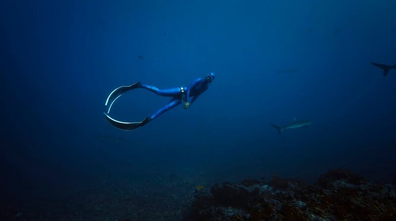 Anna von Boetticher beim Laichtreffen der Zackenbarsche mit Riffhaien auf Fakarava. – Bild: NDR/​Henning Rütten