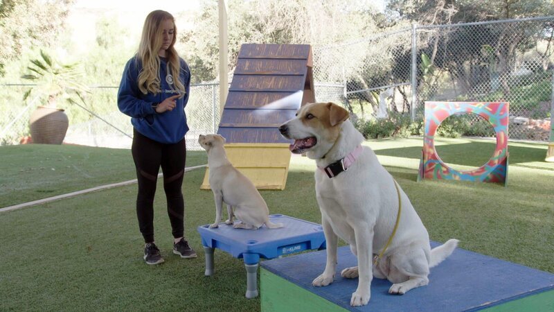 Cat – Bild: National Geographic