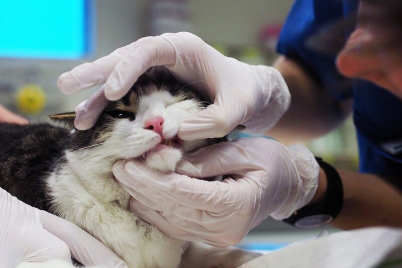 Tierärztin 24/​7 Der Alltag in der Tierarztpraxis ist nicht immer einfach. Tiere können nicht sagen wo es weh tut. – Bild: SRF/​RTS