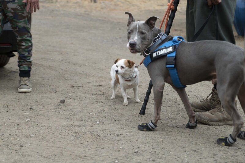 Goliath der Hund (r.) – Bild: National Geographic
