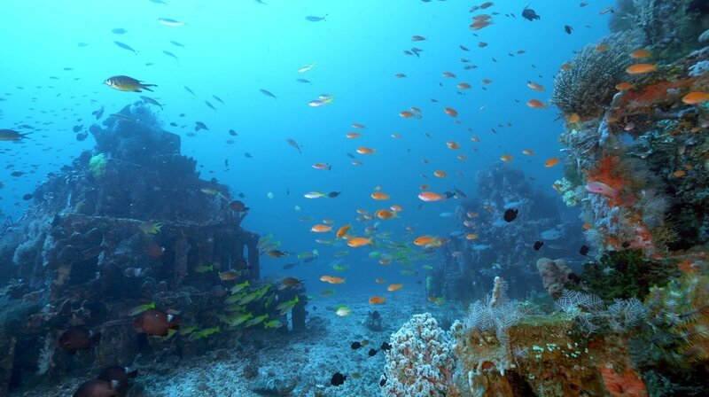 Naturschutz unter Wasser: Bedrohte Korallenarten werden auf künstlichen Riffen wieder angesiedelt. – Bild: phoenix/​ZDF/​ZONA MIXTA SL