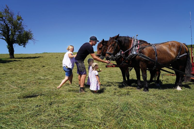 Ackern, Pflügen, Heu machen – all das erledigt Landwirt Tim Höbel mit seinen Kaltblütern. So konnten er und seine Frau Elisabeth ihre Leidenschaft für die Tiere zum Beruf machen. Die Töchter Johanna und Hermine wachsen mit den Pferden auf. – Bild: Sabine Fuchs /​ BR, isarflimmern fernsehproduktion GmbH, cutflow GmbH