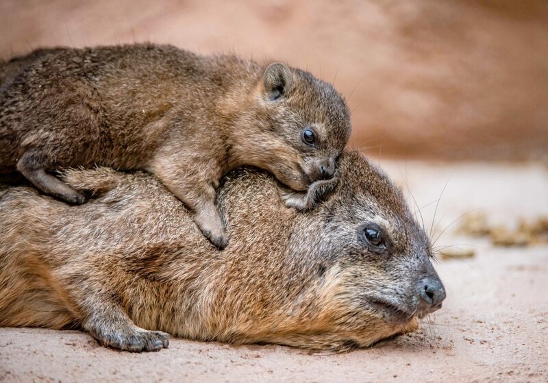 Rock hyrax – Bild: ORF/​Universal
