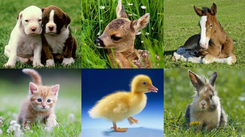 Tierbabys in der „Sendung mit dem Elefanten“ – Bild: WDR/​Die Senudng mit dem Elefanten