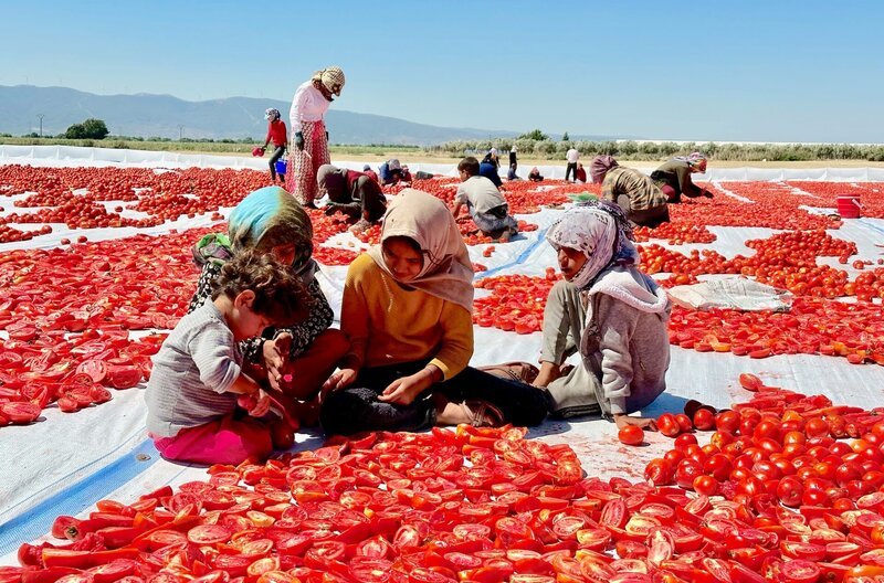Kinderarbeiterinnen und Kinderarbeiter schneiden Tomaten in der Region Izmir. – Bild: Eco Media TV