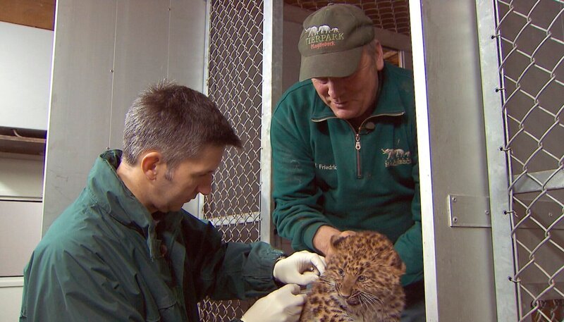 ARD/​NDR LEOPARD, SEEBÄR UND CO., Folge 97, „Majestätenwechsel bei den Mandrills“. Dr. Flügger (li.) und Volker Friedrich impfen die beiden Leopardenbabys. – Bild: NDR