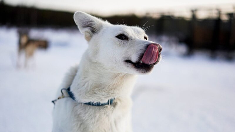 «Bure», einer der Huskys von Juho Ylipiessa. – Bild: SRF/​Jaakko Posti
