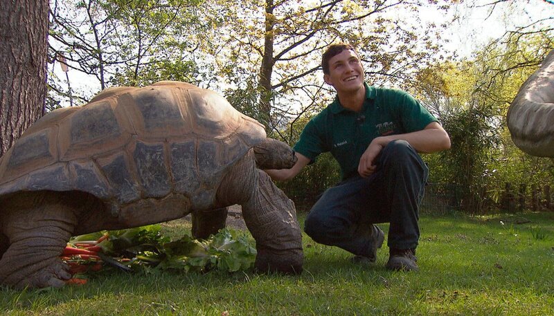 ARD/​NDR LEOPARD, SEEBÄR UND CO., Folge 99, „Eine Sensation im Bärengehege“, am Donnerstag (29.03.12) um 16:10 Uhr im ERSTEN. Azubi Robin Petzoldt und eine der Riesenschildkröten. – Bild: NDR