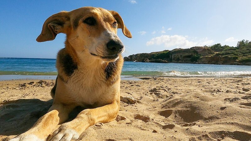 7,5 Trillionen Sandkörner liegen auf den Stränden der Welt – mehr als wir Sterne im Universum sehen können. Jeder einzelne Strand ist ein Mikrokosmos für sich. – Bild: ORF/​Marco Polo Film AG/​Claudia Schmitt/​Hendrik Schmitt